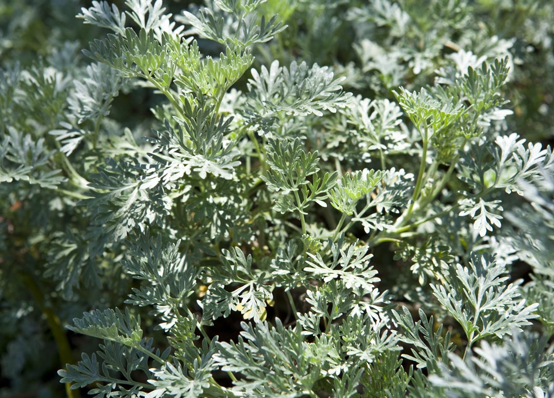ARTEMESIA – Powis Castle