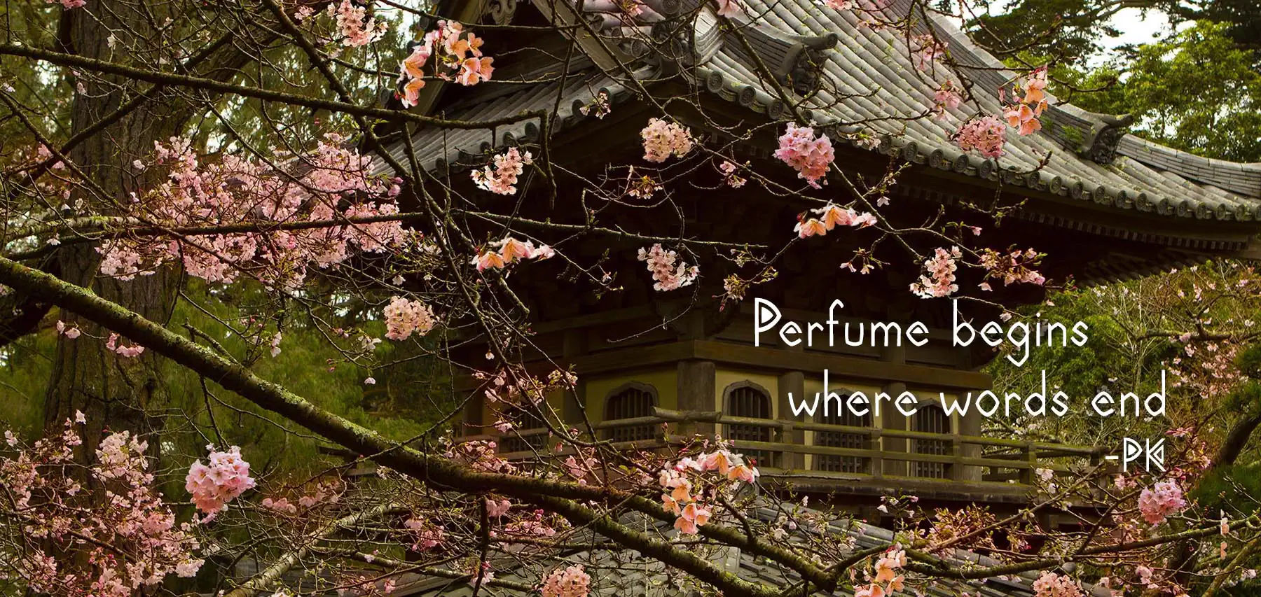 3-perfume begins - sf garden and cherry blossoms